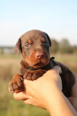 Doberman z wyjątkowego skojarzenia ZKwP/FCI 1