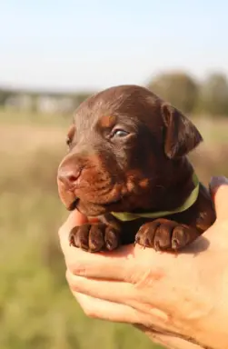 Doberman z wyjątkowego skojarzenia ZKwP/FCI 2