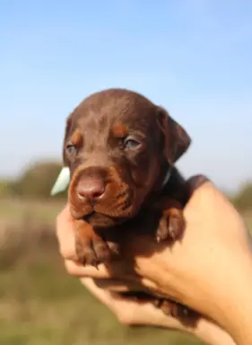 Doberman z wyjątkowego skojarzenia ZKwP/FCI 3