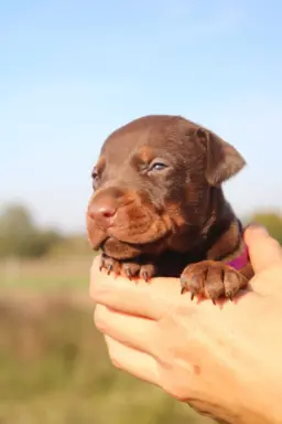 Doberman z wyjątkowego skojarzenia ZKwP/FCI 4