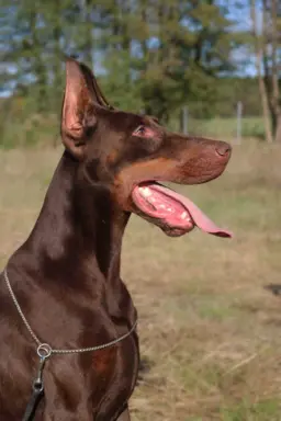 Doberman z wyjątkowego skojarzenia ZKwP/FCI 5