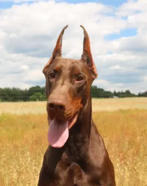 Doberman z wyjątkowego skojarzenia ZKwP/FCI 6