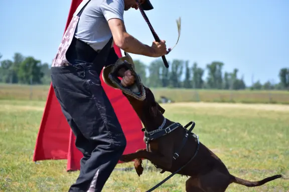 Doberman z wyjątkowego skojarzenia ZKwP/FCI 9