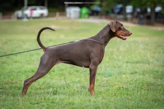 Doberman z wyjątkowego skojarzenia ZKwP/FCI 8