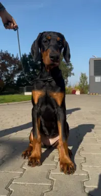 Sunia rasy doberman 1