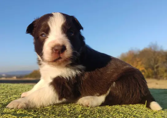 Border Collie - Czekoladowa suczka z klasą, Rasowa z Hodowli 1