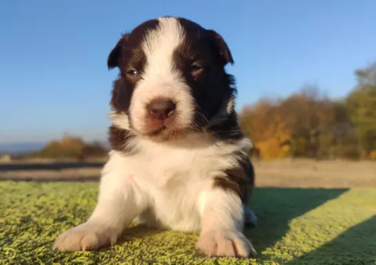 Border Collie - Czekoladowa suczka z klasą, Rasowa z Hodowli 2