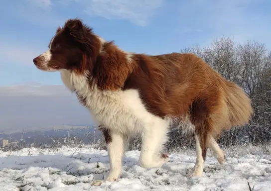 Border Collie - Czekoladowa suczka z klasą, Rasowa z Hodowli 7