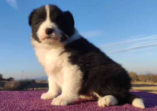 Piękne Szczenie Border Collie - Rasowa suczka z pełną dok. 1