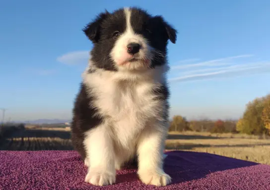 Piękne Szczenie Border Collie - Rasowa suczka z pełną dok. 2