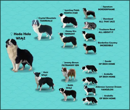 Piękne Szczenie Border Collie - Rasowa suczka z pełną dok. 5