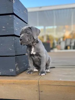 Cane Corso szczeniaki maści błękitnej ur. 06.09.2024 3