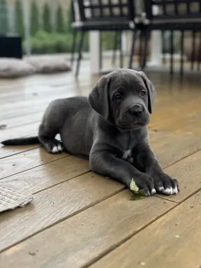 Cane Corso szczeniaki maści błękitnej ur. 06.09.2024 4