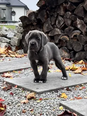 Cane Corso szczeniaki maści błękitnej ur. 06.09.2024 5