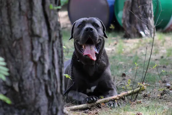 Cane Corso szczeniaki maści błękitnej ur. 06.09.2024 6