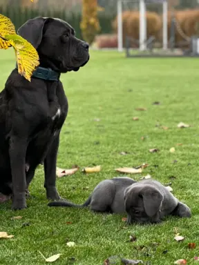 Cane Corso szczeniaki maści błękitnej ur. 06.09.2024 7