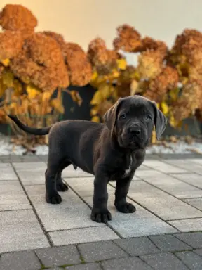 Cane Corso szczeniaki maści błękitnej ur. 06.09.2024 8