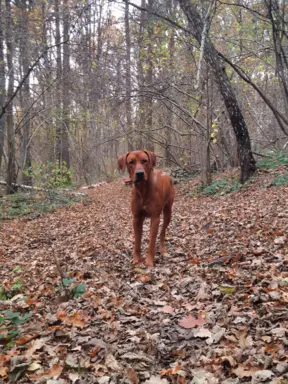 Zapowiedź miotu Szczeniak Rhodesian Ridgeback - miot 2024/25 2