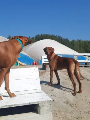 Zapowiedź miotu Szczeniak Rhodesian Ridgeback - miot 2024/25 7