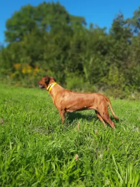 Zapowiedź miotu Szczeniak Rhodesian Ridgeback - miot 2024/25 8