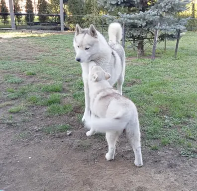 Siberian Husky suczka-zielonooki 1