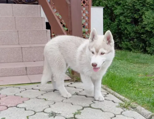 Siberian Husky suczka-zielonooki 4