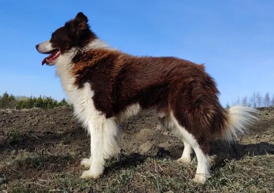 Szczenię Border Collie - Czekoladowy rasowy samiec z Hodowli 6