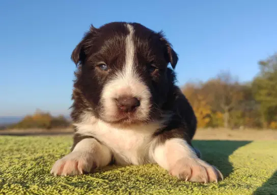 Szczenię Border Collie - Czekoladowy rasowy samiec z Hodowli 1