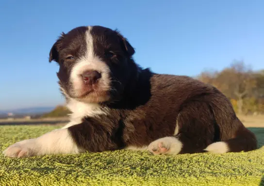 Szczenię Border Collie - Czekoladowy rasowy samiec z Hodowli 2