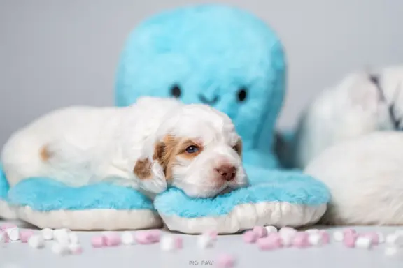 CLUMBER SPANIEL Szczeniaki ZKwP/FCI 4