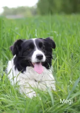 Border collie - Samiec ZkwP/FCI 4