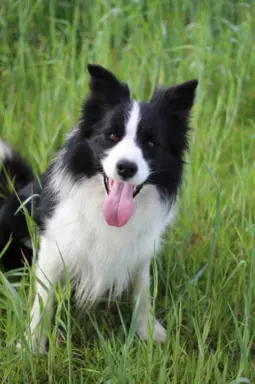 Border collie - Samiec ZkwP/FCI 5