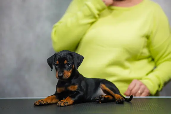 pinczer średni szczeniaki do odbioru 3