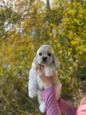 American Cocker Spaniel FCI 2