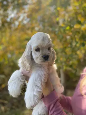 American Cocker Spaniel FCI 3