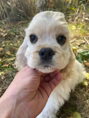 American Cocker Spaniel FCI 1