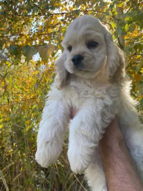 American Cocker Spaniel FCI 4