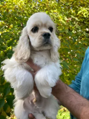 American Cocker Spaniel FCI 7