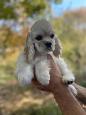 American Cocker Spaniel FCI 9