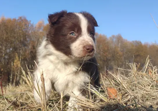 Rasowa Suczka Border Collie - Szczeniak z Hodowli z pełną do 1