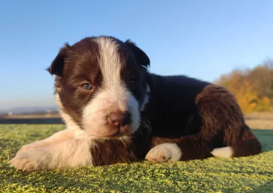 Rasowa Suczka Border Collie - Szczeniak z Hodowli z pełną do 2