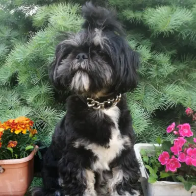 Reproduktor Shih-tzu 5