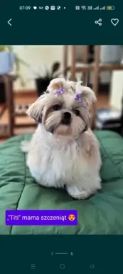 ShihTzu SWKiPR WKU Polskie Porozumienie Kynologiczne 2