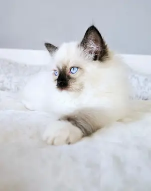 Kocięta Ragdoll 3