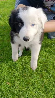 Border Collie Suczki 1