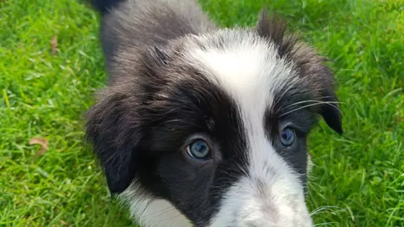 Border Collie Suczki 2