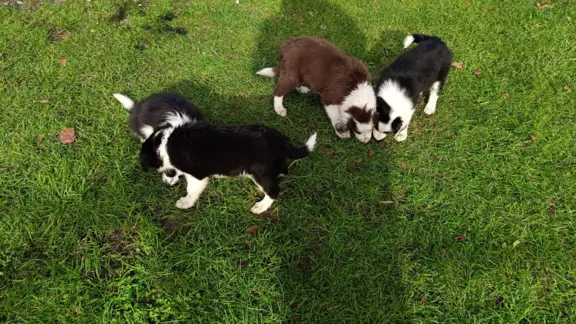 Border Collie Suczki 3