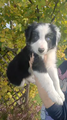 Border Collie Suczki 4