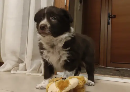 BORDER COLLIE rasowy pies, czekoladowo biały - cudowny! 2