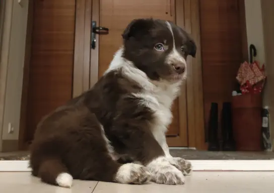 BORDER COLLIE rasowy pies, czekoladowo biały - cudowny! 1